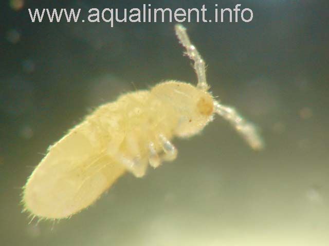 Collembole vu de dessous
Les collemboles sont des insectes sans ailes de couleur blanc crémeux et d'une taille inférieure   2 millimètres, ils possèdent 3 paires de pattes et 2 antennes, leurs corps est revêtu de soies.

Photo: marc
Mots-clés: collembole collemboles