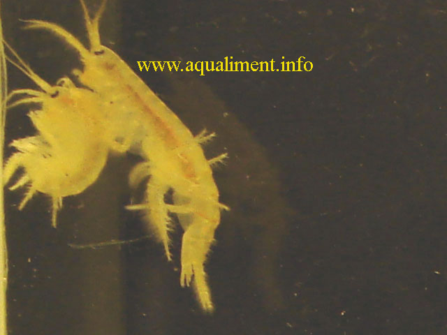 Couple de gammares
C'est un couple de gammares, la femelle gammare est recroquevillée sous le mâle. Elle est très souvent plus petite que lui. 

Prise de vue: marc
Mots-clés: gammare gammarus femelle mâle crustacés zooplancton faune aquatique