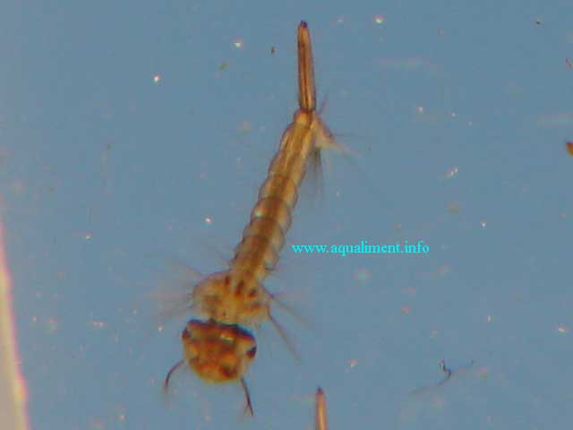 Mots-clés: pupe larve moustique bébé culex pipien nymphe métamorphose cycle naissance insecte