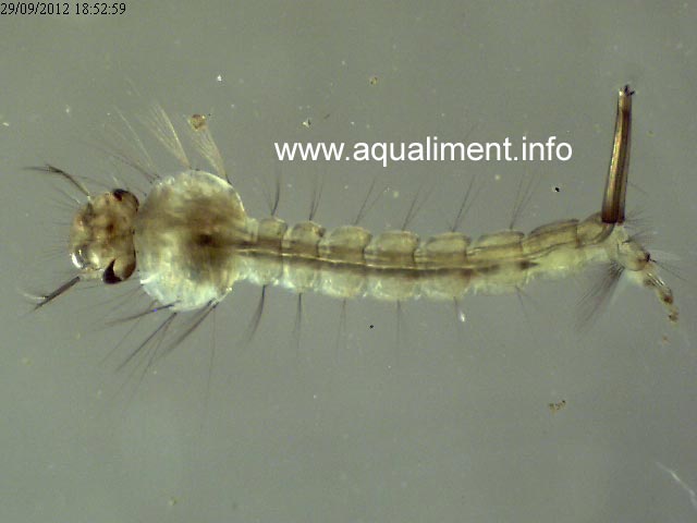 Un culex pipien en très gros plan
On aperçoit des soies de part et d'autre de ce culex pipien qui est une larve de moustique au stade aquatique. Ce spécimen faisait 10 mm de longueur.  

Photo prise par marc
Mots-clés: pupe larve moustique bébé culex pipien nymphe métamorphose cycle naissance insecte