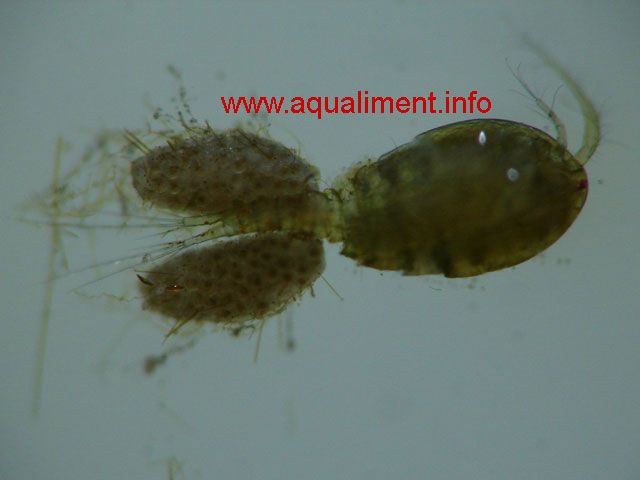 Cyclops femelle avec une éclairage transmis
Les deux sacs ovigères sur la gauche de la femelle sont des oeufs prêt   éclore. Les sacs ne sont pas poilus comme on le voit, il s'agit de détritus

Photo: marc
Mots-clés: cyclops crustacé nourriture zooplancton élevage aquarium reproduction poissons aquariophilie