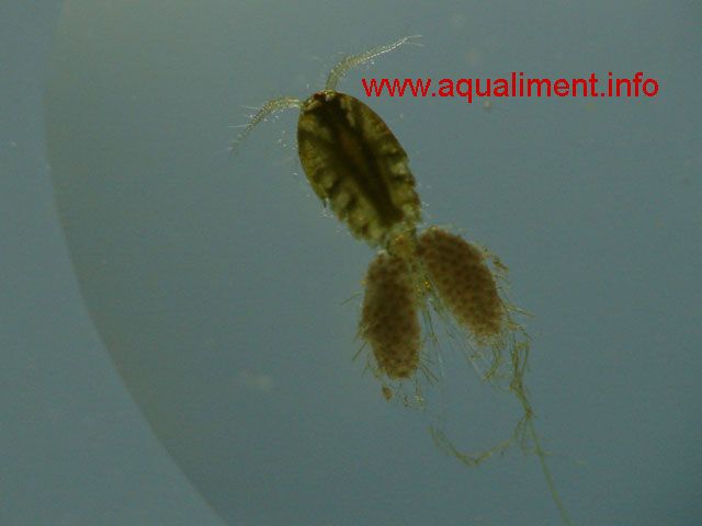 Elevage de cyclops en aquarium
La taille de ce cyclops lors de la prise de cette photo était de 4 millimètres.
Il peut servir de nourriture vivante pour vos poissons exotique. 
Il est possible de les élever en aquarium, j'ai constaté   plusieurs reprise que lorsque la population de daphnies diminue dans l'aquarium d'élevage, elle est souvent suivie d'une explosion de la souche de cyclops. 

Image et commentaire : marc 

Mots utilisés dans le moteur de recherche: cyclop, cylops, cyclope, cyclopes
Mots-clés: cyclope cyclop cyclops aquarium zooplancton crustacé élevage reproduction nourriture poissons aquariophilie