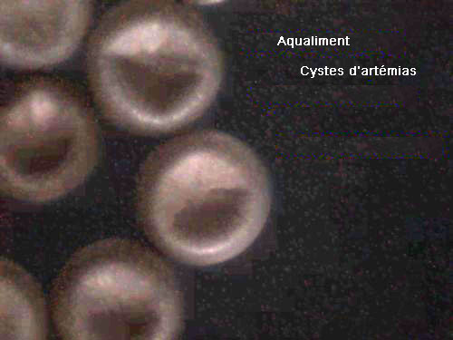 Cystes d'artémias en réhydratation
Sur cette photo prise au microcope, on apercoit la déformation des oeufs lors de la réhydratation.

Photographie prise par puce67
Mots-clés: cyste artémias dunaliella oeuf oeufs salina crustacé zooplancton reproduction nourriture