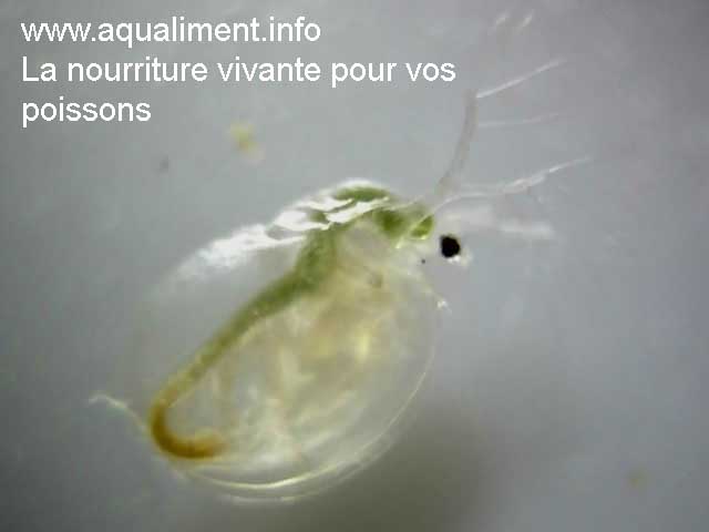 Daphnie magna, c'est un crustacé
daphnie magna mâle  en gros plan, la couleur verte du tube digestif indique quelle a manger du phytoplancton.

Photographe: marc
Mots-clés: daphnie daphnies magna crustacé reproduction aquarium aquariophilie élevage proie résistance