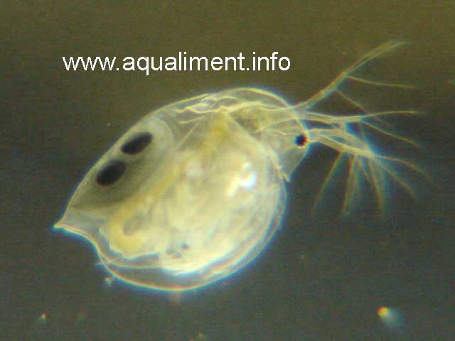 Daphnie Pulex portant 2 oeufs de durée
Une autre vue de daphnie pulex portant des oeufs de résistance, cela indique que les condirions d'élevage sont défavorable. 

Photographe: marc
Mots-clés: daphnie pulex oeufs oeuf durée résistance crustacé reproduction aquariophilie élevage proie aquarium