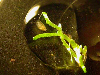 Daphnie pulex dans une goutte d'eau
Cest une daphnie pulex dans une goutte d'eau et en présence d'une brindille de riccia. 

Prise de vue réalisée par : Notho
Mots-clés: daphnie pulex crustacé riccia brindille reproduction nourriture aquariophilie proie aquarium