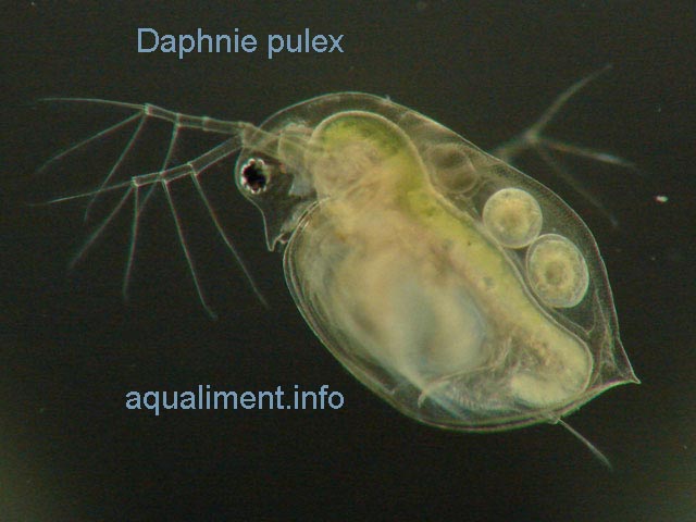 daphnie pulex