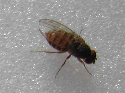 drosophile  (petite mouche)
Drosophile, c'est une petite mouche d'une taille   l'âge adulte d'environ 3mm

Photographe: puce67
Mots-clés: drosophile drosophiles petite mouche drosophila élevage reproduction nourriture reproduire