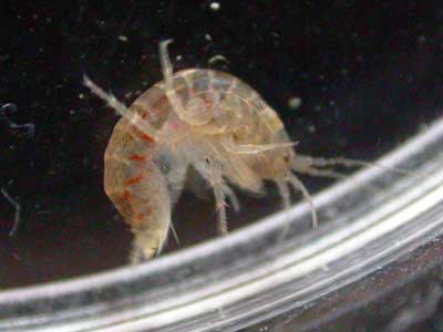 gammare ou gammarus
Selon l'espèce, le gammare se plaira dans une eau stagnante ou dans une eau avec un courant. En élevage, il faut essayer de s'approcher des conditions qu'il avait dans le nature. 

Photo: notho
Mots-clés: gammare gammares gammarus aquatique crustacé crevette élevage reproduction larve aquarium aquariophilie alimentation nourriture proie