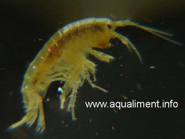 gammare avec un très fort grossissement
Gammare prélevé dans un aquarium d'élevage d'eau douce afin d'être photographié, sa reproduction est possible pour alimenter vos poissons. 

Prise de vue réalisée par marc
Mots-clés: gammare gammares gammarus crustacé aquatique crevette élevage larve aquarium aquariophilie reproduction alimentation proie nourriture