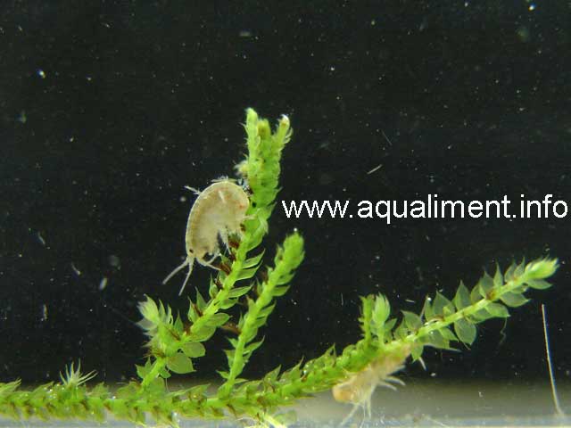 Gammare sur une brindille de mousse de java
Dans la nature, les gammares se nourrissent de végétaux en décomposition, ici la mousse de java ne craint pas d'être consommée. 

Photo par marc
Mots-clés: gammare gammarus gammares crustacé aquatique crevette élevage aquarium alimentation larve aquariophilie reproduction proie nourriture