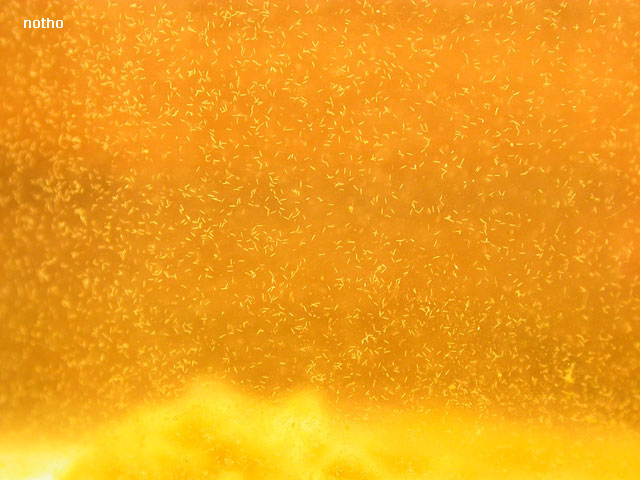 Paramécies en vue rapprochée
Les minuscules points blancs sont des paramécies, on les appellent aussi ciliés ou protozoaires. 
Photographie réalisée par notho
Mots-clés: paramécies paramécie infusoire protozoaire cilié unicellulaire reproduction alimentation proie nourriture vivante élevage