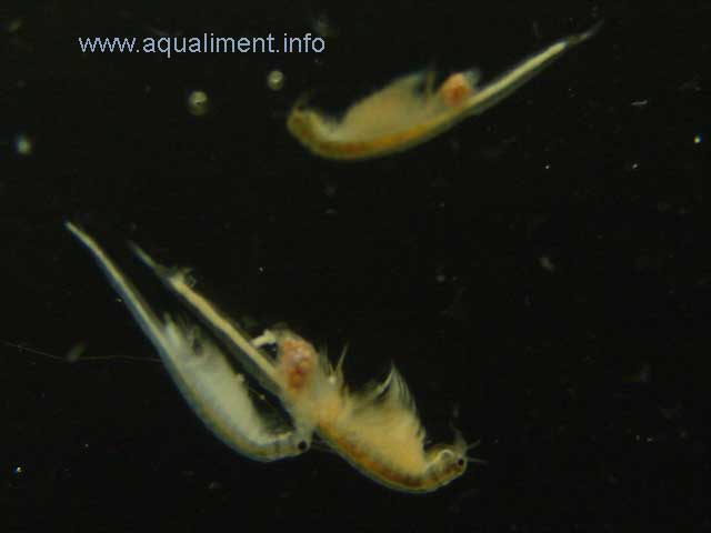 groupe de 3 artémias
Deux femelles, elles sont de couleurs ocre avec un mâle qui est plus clair, la couleur peut varier selon la nourriture consommée. 

Photographe: marc
Mots-clés: artemia artemias femelle male mâle couple zooplancton reproduction nourriture élevage crustacé