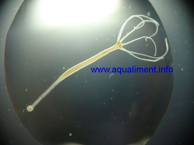 hydre sur une lame de microscope dans une goutte d'eau
A l'extrémité, on aperçoit très bien les six tentacules.
photographe : marc
Mots-clés: hydre