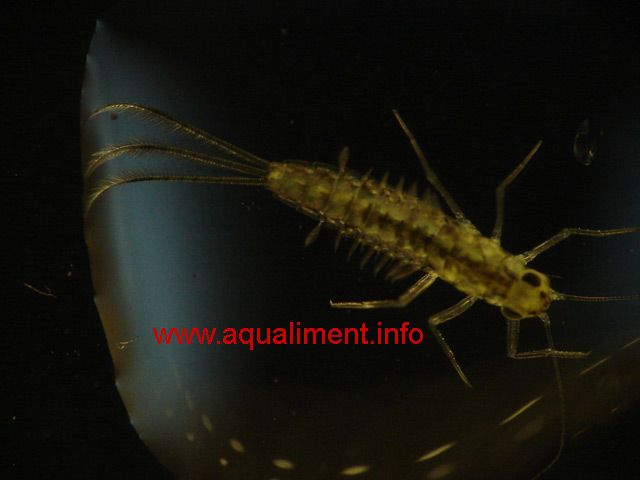 Larve de libellule sur un fond noir
Photographe: marc
Mots-clés: larve libellule larves libellules insecte insectes aquatique métamorphose zygoptères