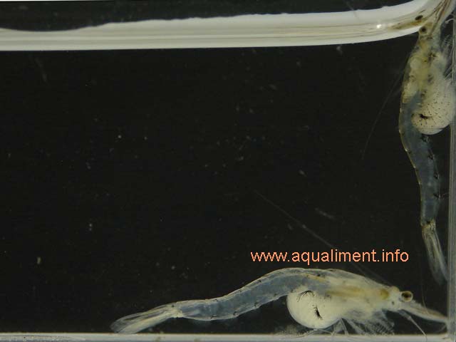 Crevettes mysis, vue 6
Deux crevettes mysis, l'une posée sur le fond de l'aquarium, l'autre sur la paroi verticale. 

Prise de vue réalisée par marc
Mots-clés: mysis crevette zooplancton crustacé nourriture proie aquariophilie reproduction alimentation aquarium
