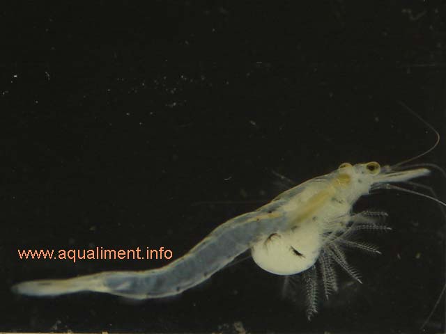 crevette mysis, vue 3
Cette Mysis a été récoltée dans un étang en eau saumâtre qui contenait de nombreuses espèces de bestioles comme les daphnies, gammares, aselles... 

Photo: marc
Mots-clés: mysis crevette alimentation aquarium zooplancton reproduction crustacé proie aquariophilie nourriture