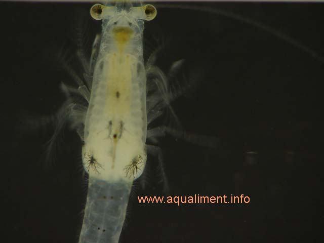 mysis vue de dessous
La mysis vue de dessous, les yeux sont tout en haut de l'image, les paires de pattes sont en mouvement, c'est pourquoi elles sont floues . 

Photo: marc
Mots-clés: mysis crevette crustacé zooplancton aquarium aquariophilie reproduction alimentation proie nourriture