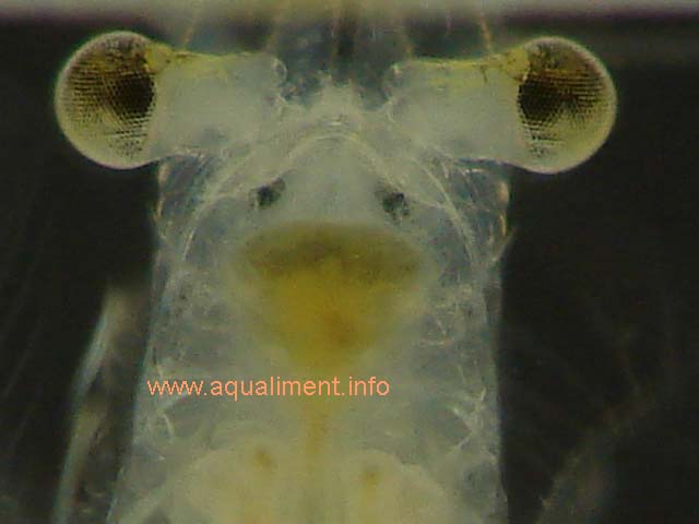 Les yeux d'une mysis
On aperçoit les 2 yeux d'une mysis en haut de l'image, la photo est prise en très gros plan. 

Prise de vue réalisée par marc
Mots-clés: mysis crevette zooplancton aquariophilie alimentation crustacé nourriture proie aquarium reproduction