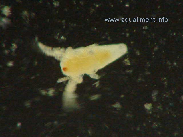 Nauplius d'artémia
Ce nauplius d'artémia faisait une taille de 0.5mm lors de la prise de vue, il est sur une lame de microscope.

Photographe: marc
Mots-clés: nauplii artemias salina bébé artémias artemia artemia zooplancton phytoplancton élevage reproduction nourriture