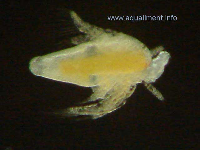 Nauplius d'artémia en gros plan
C'est le même nauplius que la photo précédente d'une taille 0.5mm mais avec un rapport de grossissement plus élevé.
Photographe: marc
Mots-clés: nauplii artemias salina artémias artemia artemia bébé zooplancton élevage reproduction phytoplancton