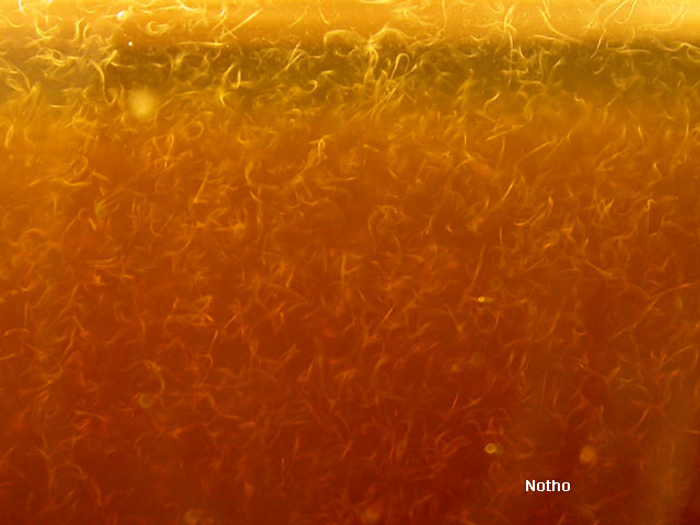 anguillules du vinaigre
Photo d'une culture d'anguillules du vinaigre qui a plusieurs mois. C'est évidemment agrandi,  l'anguillule du vinaigre mesure près d'un millimètre mais est très fine, plus fine qu'un nauplius d'artémias. 

Photographe: Notho
Mots-clés: zooplancton vers anguillules vinaigre reproduction ver anguillulle élevage nourriture alevins poissons proies aquariophilie