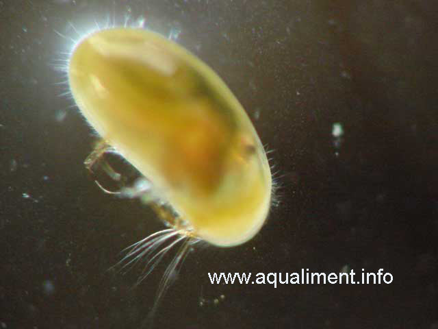 Ostracode sur un fond sombre
Ostracode sur un fond sombre avec les cils apparents. C'est un crustacé qui peut être utilisé en nourriture pour vos petits poissons d'aquarium Photographie: marc
Mots-clés: ostracodes moule zooplancton crustacé poissons aquarium reproduction nourriture élevage aquariophilie