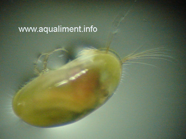 Ostracode sur une lame de microscope
L'ostracode est placé sur une lame de microscope ayant très peu d'eau, ce qui explique les reflets indésirables.
Photographe : marc
Mots-clés: ostracodes moule poissons aquarium crustacé aquariophilie nourriture zooplancton élevage reproduction