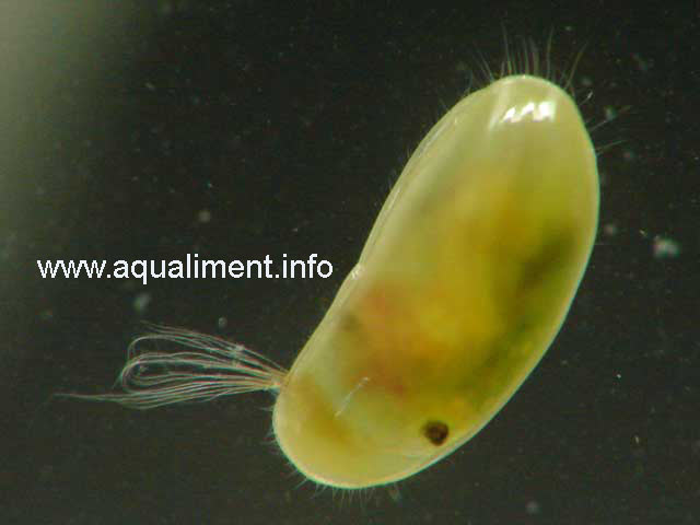 Un ostracode sur un fond noir
Ostracode en macro photo, on apercoit des cils qui lui permettent de se déplacer dans l'eau de l'aquarium. Photographe: marc
Mots-clés: ostracodes moule poissons aquarium crustacé aquariophilie nourriture zooplancton élevage reproduction