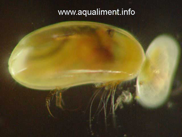 Ostracode et un bébé
Ostracode en très gros plan, on aperçoit un plus petit ostracode sur le côté droit de la photo. 

Photographie prise par marc
Mots-clés: ostracode aquariophilie crustacé moule poissons zooplancton aquarium reproduction nourriture élevage