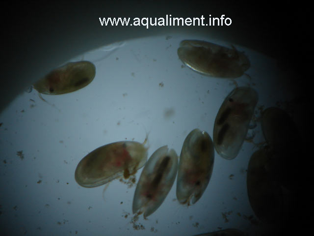 Ostracodes sur un fond clair
On aperçoit sur deux ostracodes au centre de l'image que les coquilles sont entrouvertes. 

Prise de vue réalisée par marc. 
Mots-clés: ostracode crustacé moule zooplancton poissons aquarium aquariophilie nourriture reproduction élevage