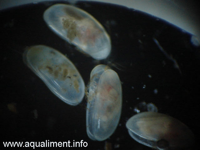 Ostracodes en groupe sur fond noir
Quatre ostracodes dans un micro aquarium. L'élevage de cette espèce permettra de nouriir vos petits poissons. 

Photographe: marc
Mots-clés: ostracode moule crustacé poissons zooplancton aquarium nourriture aquariophilie élevage reproduction