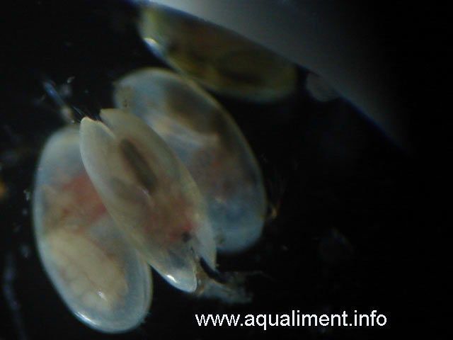 Ostracodes sur un fond noir
Ostracodes sur un fond noir, ils ressemblent   de minuscules moules avec leurs carapaces bi-valves. 

Photo réalisée par marc
Mots-clés: ostracode crustacé reproduction nourriture zooplancton moule poissons aquarium élevage aquariophilie