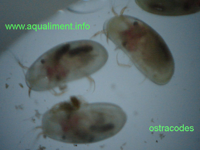 Trois ostracodes
La taille des ostracodes lors de la prise de vue était d'environ 1 millimètre, il sont dans un micro aquarium pour la prise de vue

Photographe: marc
Mots-clés: ostracode crustacé aquariophilie reproduction zooplancton moule poissons aquarium nourriture élevage