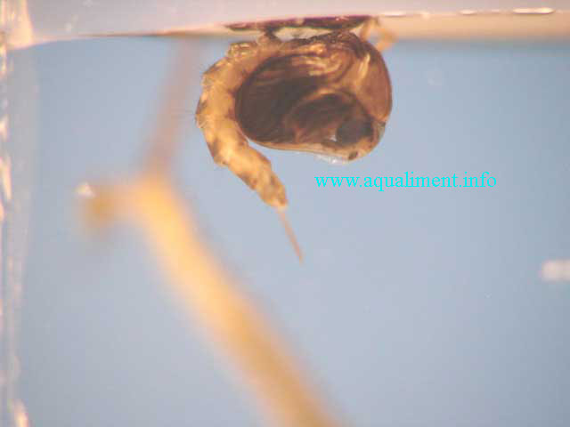 Une pupe de moustique
Il s'agit d'une pupe de moustique de 2 mm. C'est un culex pipien après métamorphose et avant une seconde métamorphose pour devenir un moustique. En arrière plan, on aperçoit la queue d'un culex pipien qui est floue.

Photo prise par marc
Mots-clés: pipien nymphe métamorphose cycle pupe larve moustique bébé culex naissance insecte