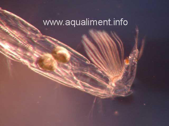 Queue de chaoborus - larve cristal
C'est la queue d'une larve de moustique aquatique.
Photographe: marc
Mots-clés: Chaoborus larve cristal moustique