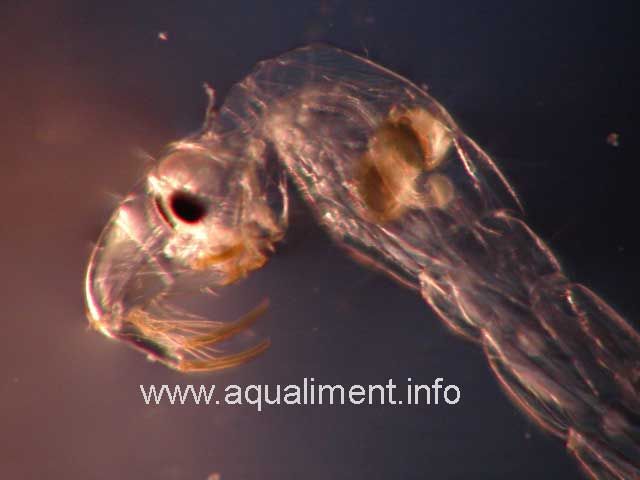 Tête de chaoburus sp - Larve Ccristal
C'est la tête une larve de moustique aquatique.
Photographe: marc
Mots-clés: Chaoborus larve cristal moustique