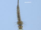 DSC01356-larve-moustique-surface.jpg