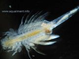 artemia-femelle-DSC00004.jpg