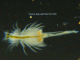 artemia-femelle-DSC09387.jpg