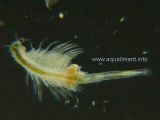 artemia-femelle-DSC09404.jpg