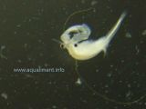 artemia-male-DSC07197.jpg