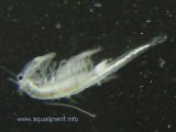 artemia-male-DSC07388.jpg