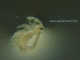 artemia-male-DSC09642.jpg