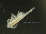 bebe-artemia-1mm-DSC09276.jpg