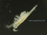 bebe-artemia-1mm-DSC09279.jpg