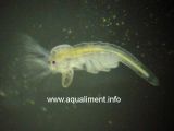 bebe-artemia-DSC08789.jpg