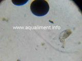 brachionus_plicatilis_pied_ancre_sur_lame_microscope_2.jpg
