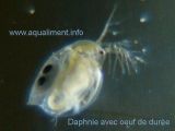 daphnie_magna_avec_oeuf_duree_DSC09291.jpg