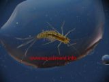 larve-libellule-DSC00634.jpg
